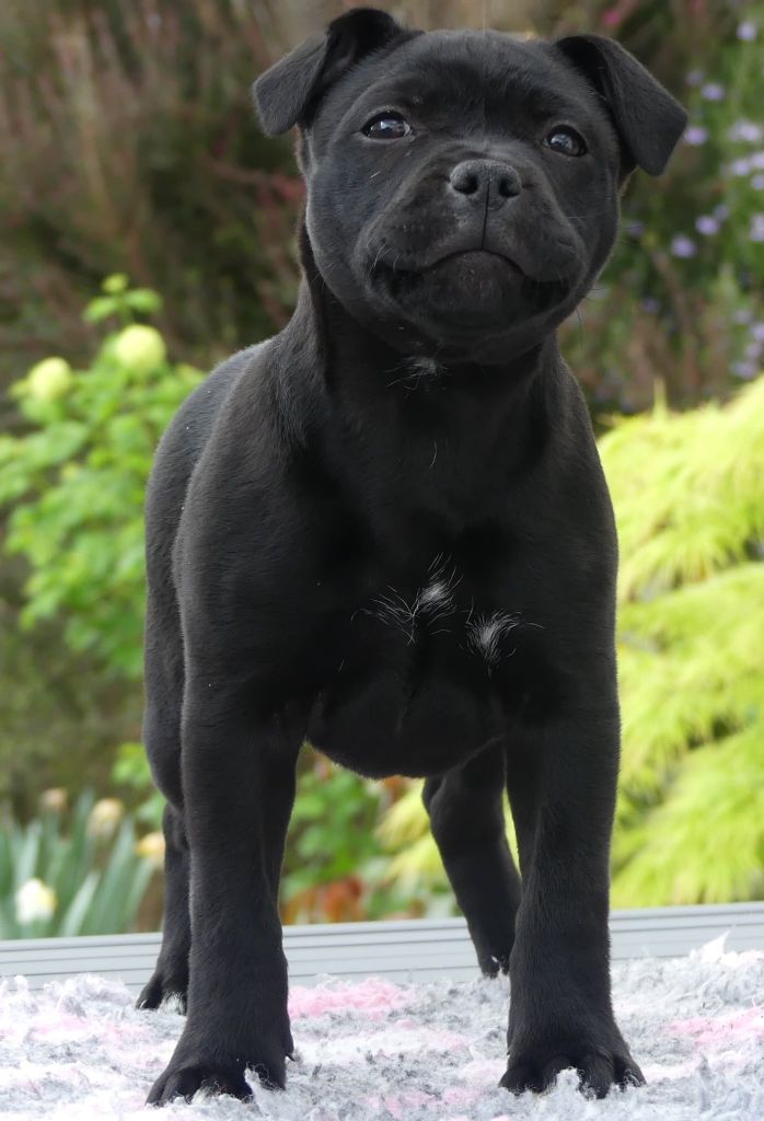 A black pearl Ofthe Puil