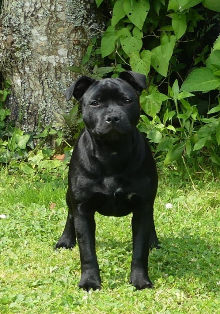 A black pearl Ofthe Puil