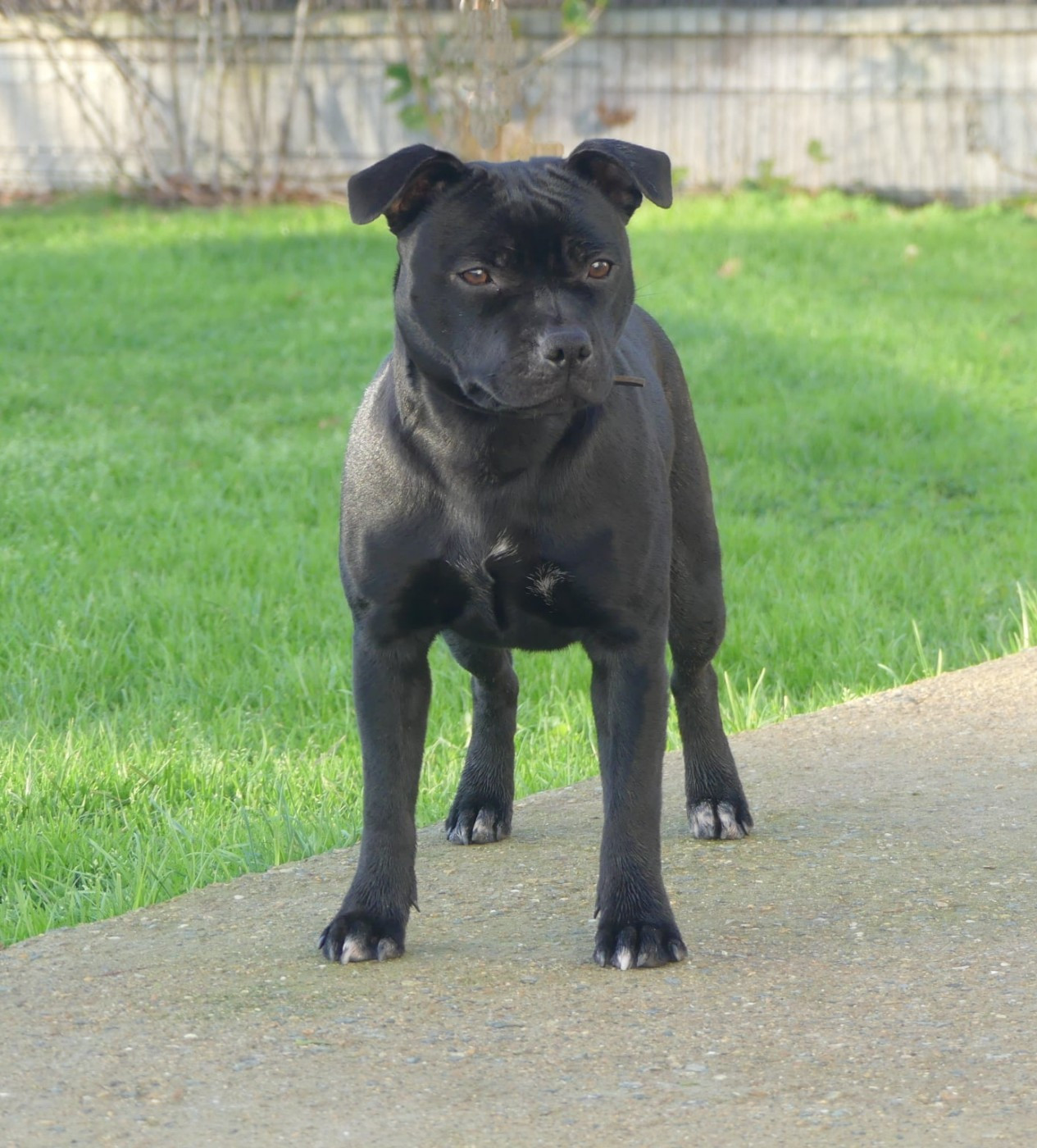 A black pearl Ofthe Puil