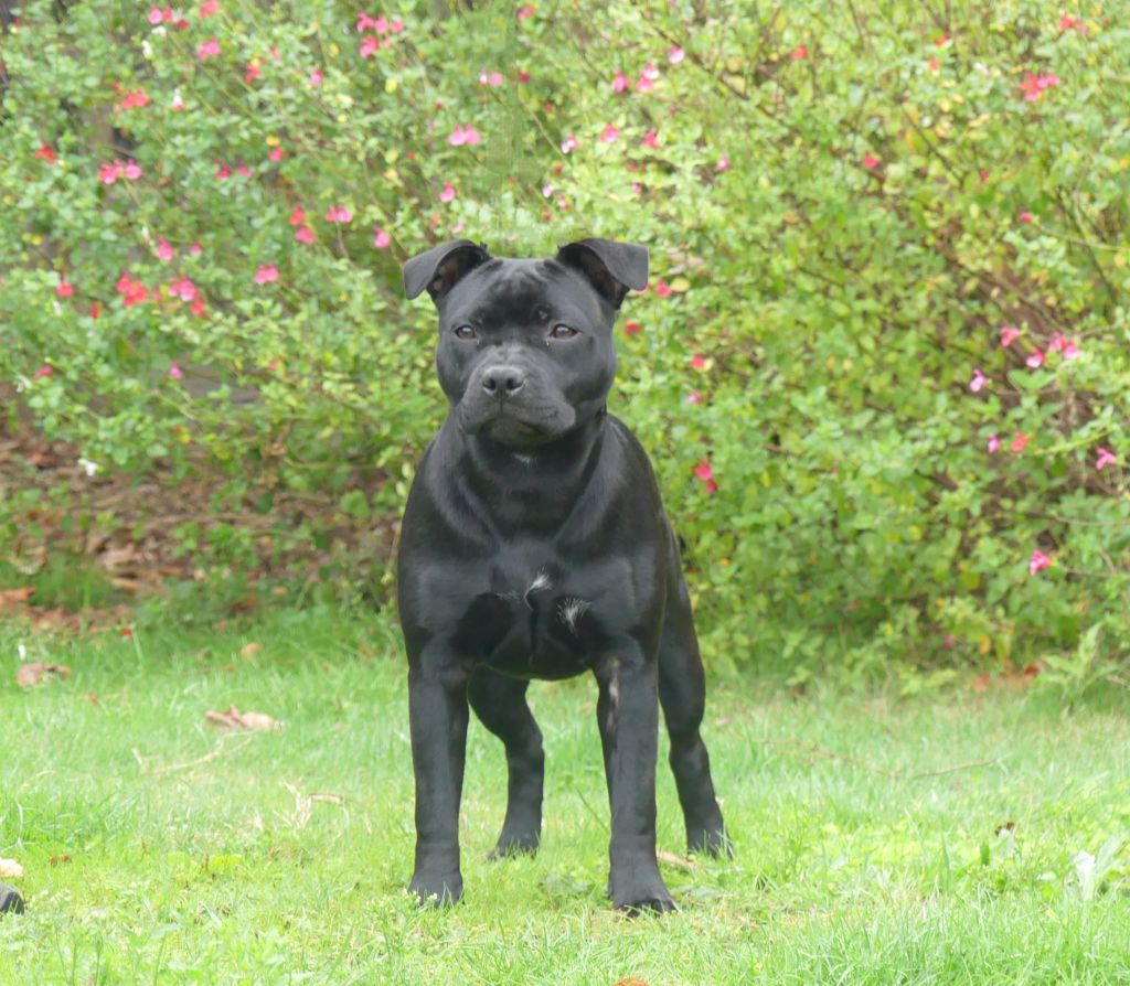 A black pearl Ofthe Puil