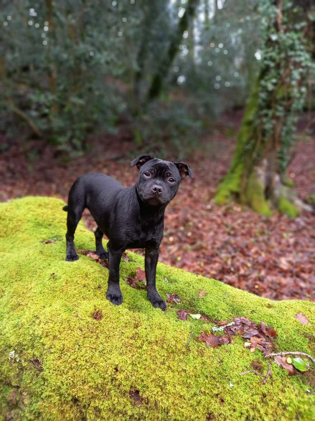 Apple love Ofthe Puil