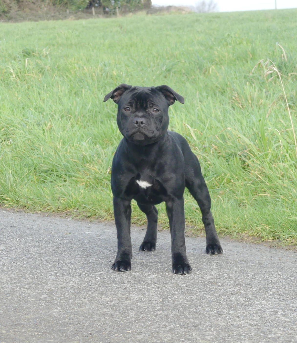 A lovely mister t Ofthe Puil