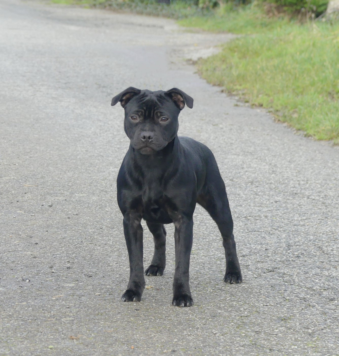 Apple love Ofthe Puil