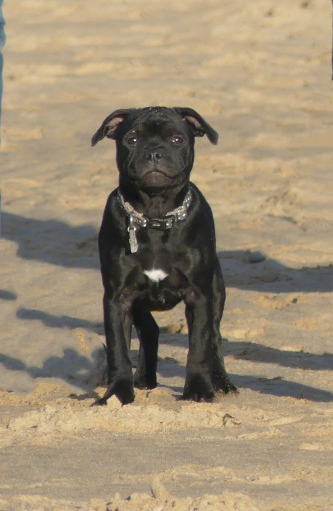 A lovely mister t Ofthe Puil