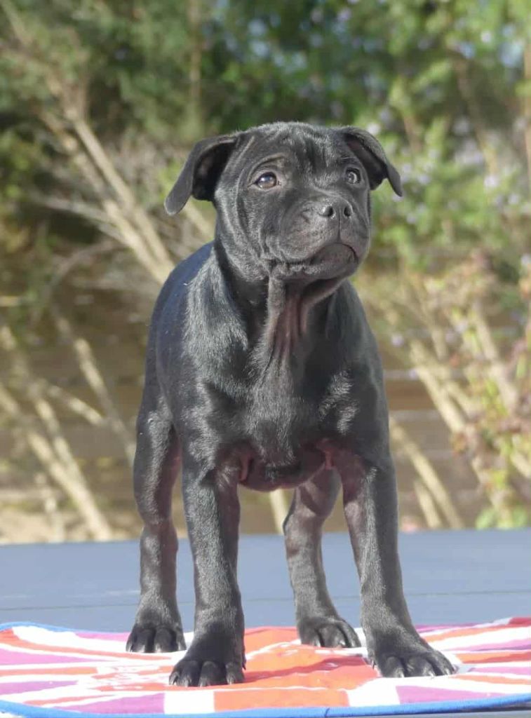 Apple love Ofthe Puil